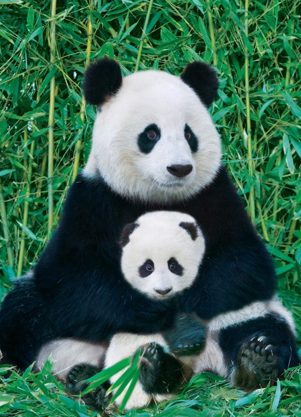 Panda & Baby - Image 3