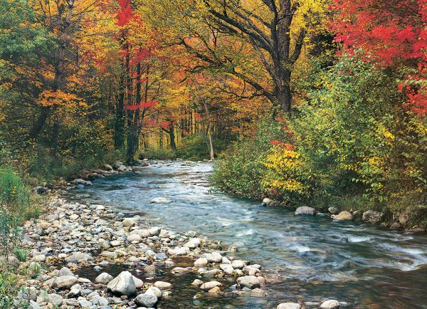 Forest Stream - Image 3