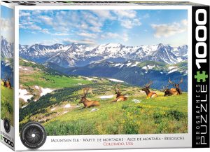 Mountain Elks - Colorado - USA