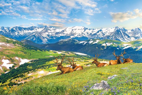 Mountain Elks - Colorado - USA - Image 2