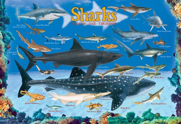 Sharks - Image 4
