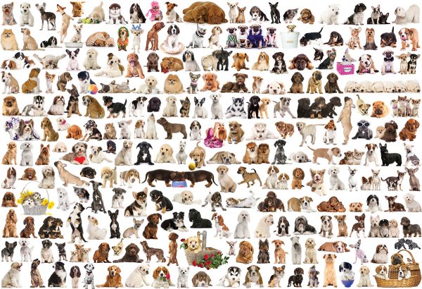 The World of Dogs - Image 2