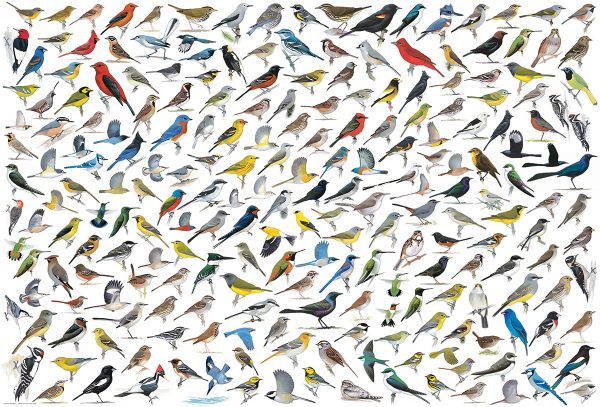 The World of Birds - Image 3