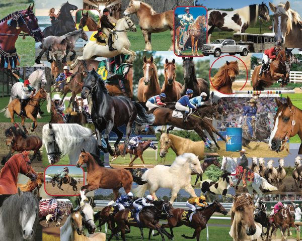 Horses, Horses, Horses by Steve Smith - Image 2
