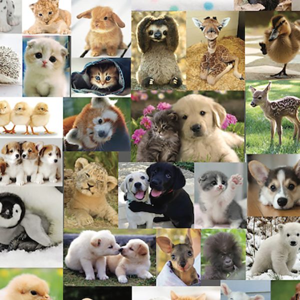 Cute, Cute, Cute by Steve Smith - Image 3