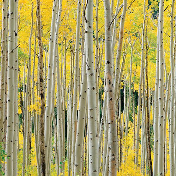 Aspens, Aspens, Aspens by O W Lawrence - Image 3