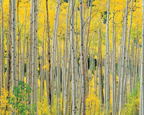 Aspens, Aspens, Aspens by O W Lawrence - Image 2
