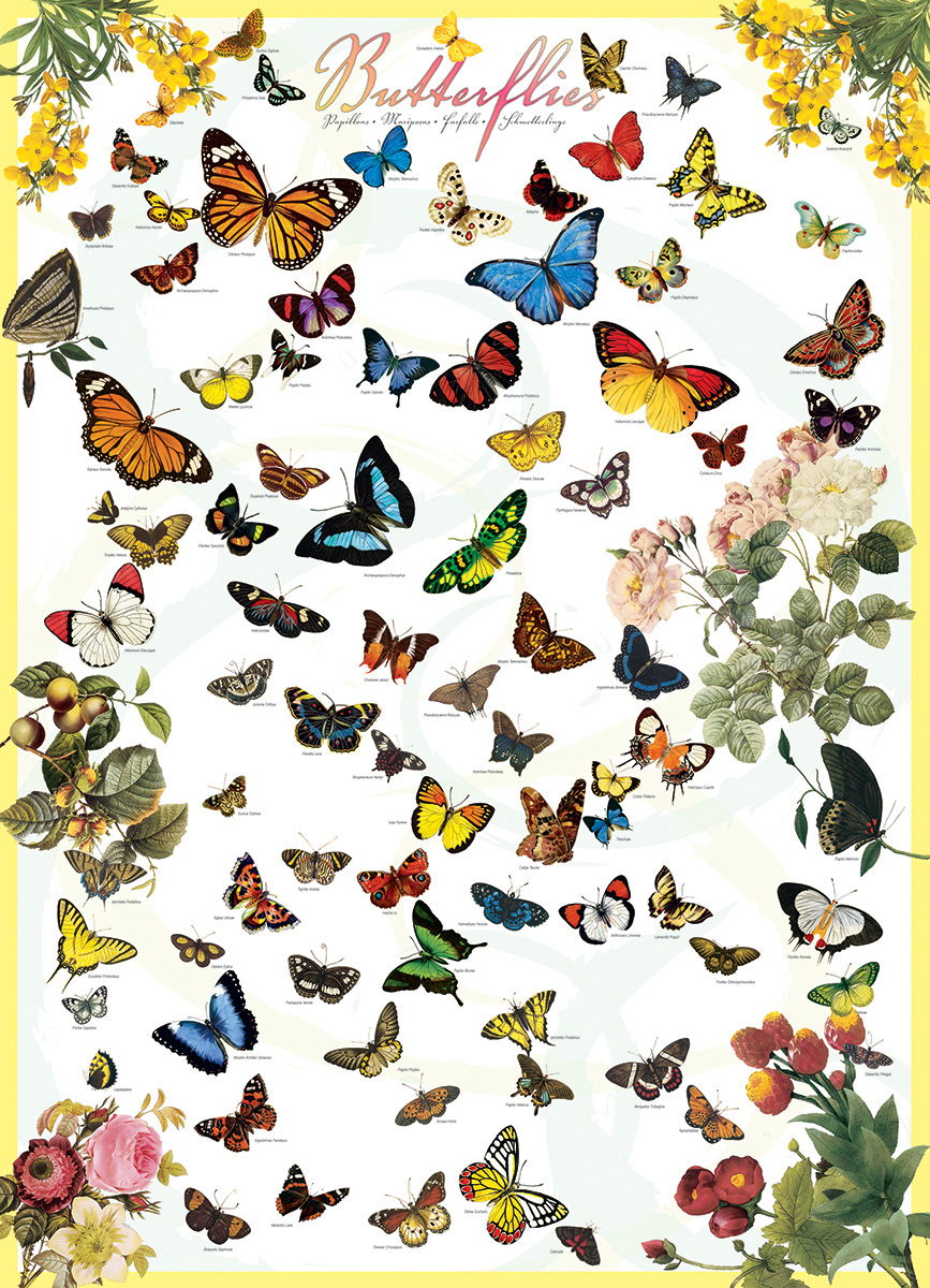Butterflies - Image 3