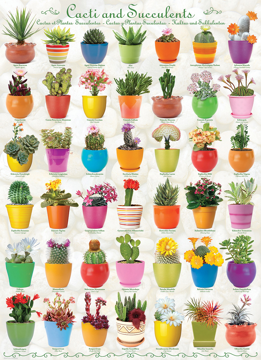 Cacti & Succulents - Image 3