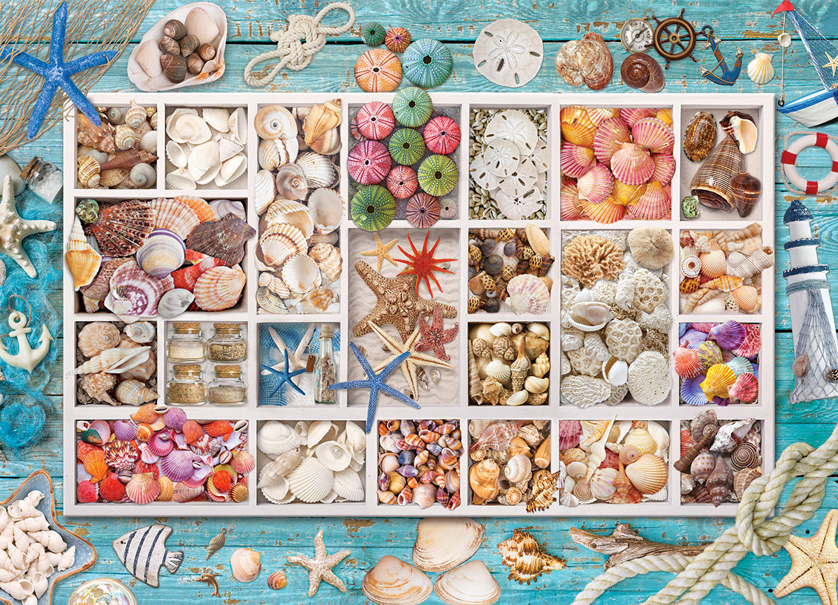 Seashell Collection - Image 2