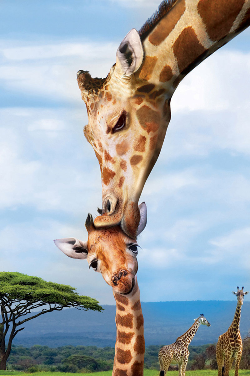 Giraffes - Image 2