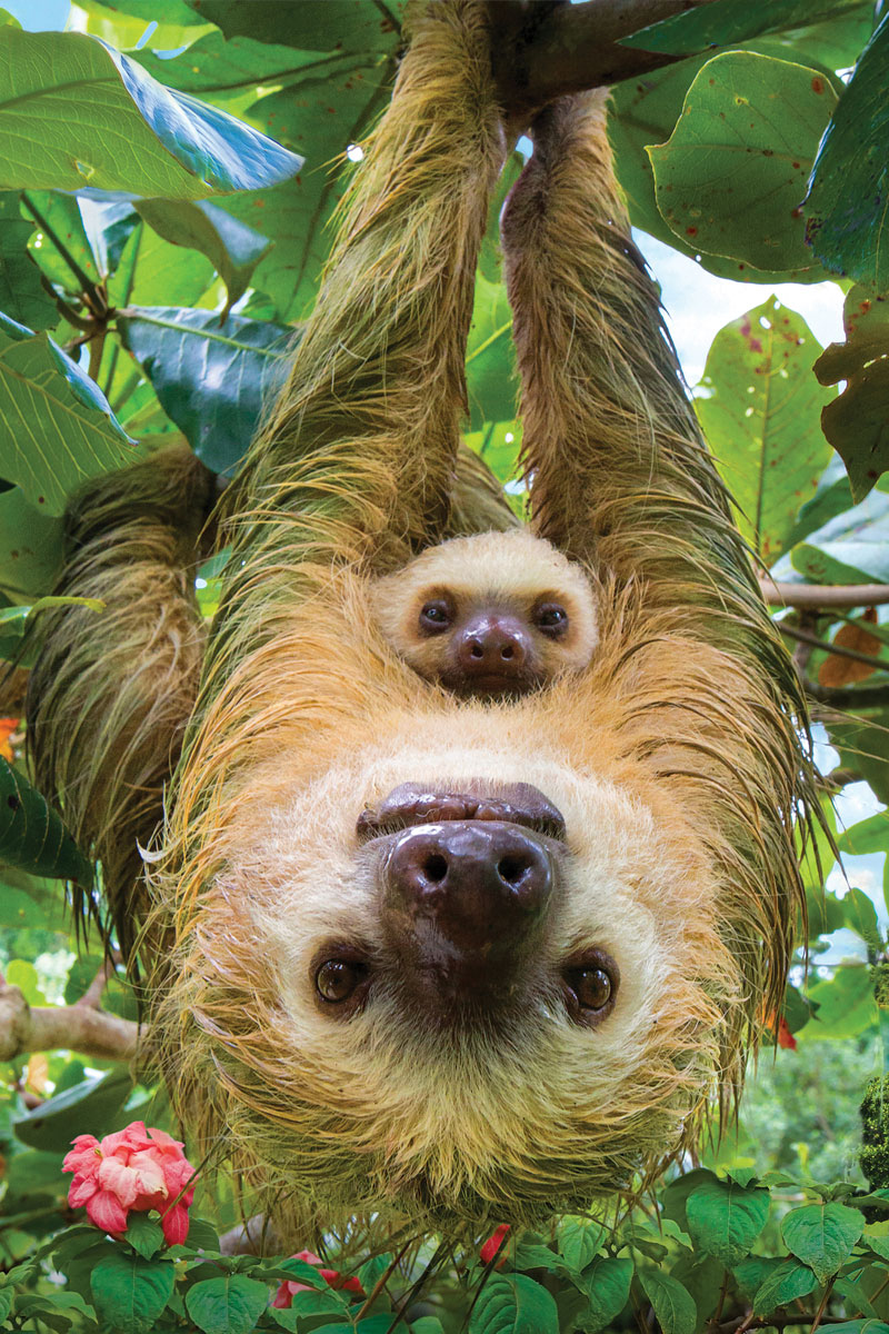 Sloths - Image 2