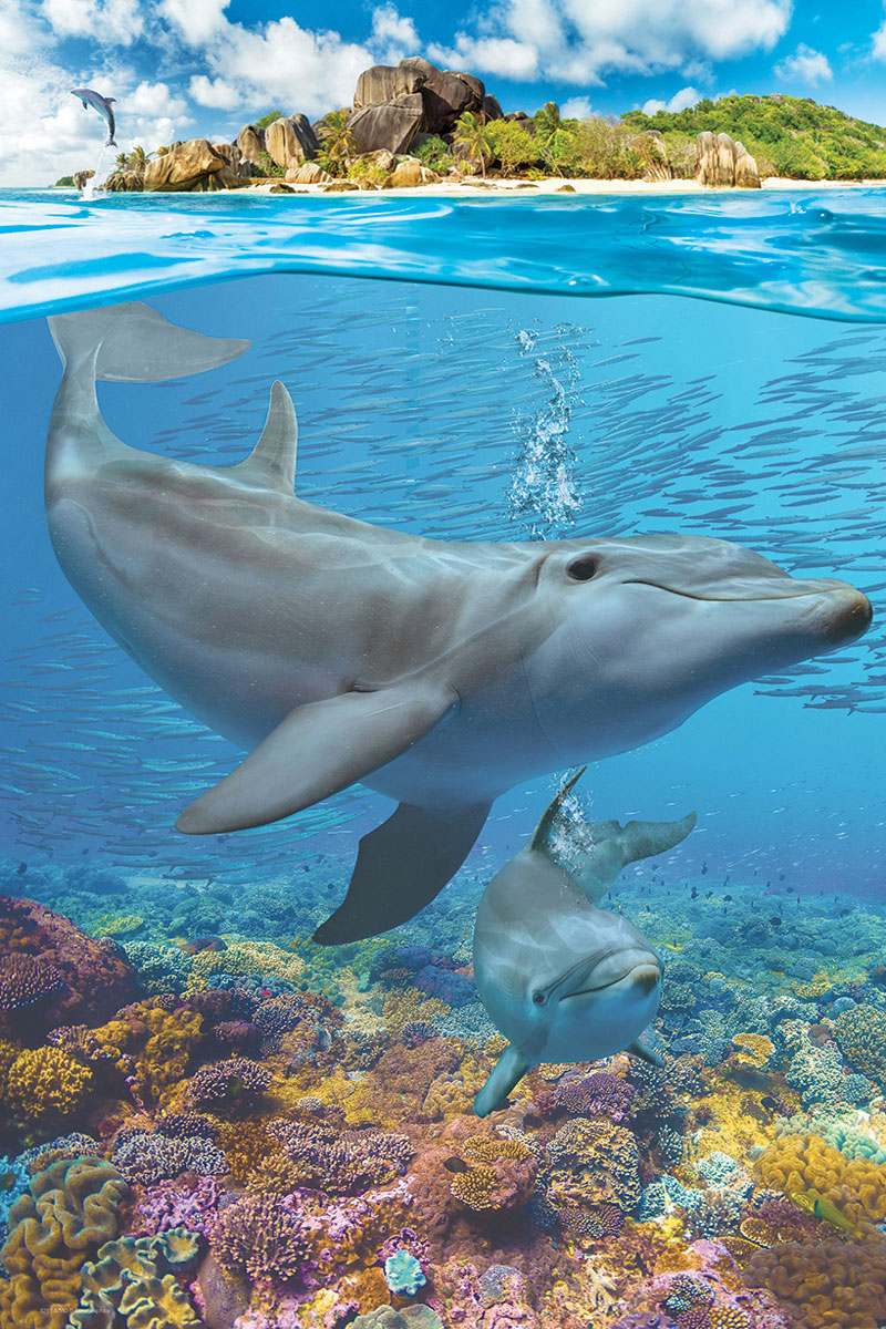 Dolphins - Image 2
