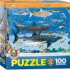 Sharks - Image 2