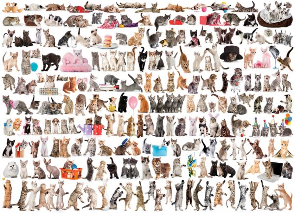 The World of Cats - Image 6