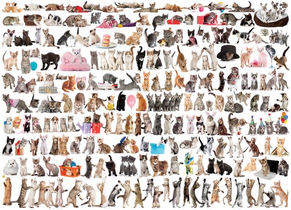 The World of Cats - Image 4