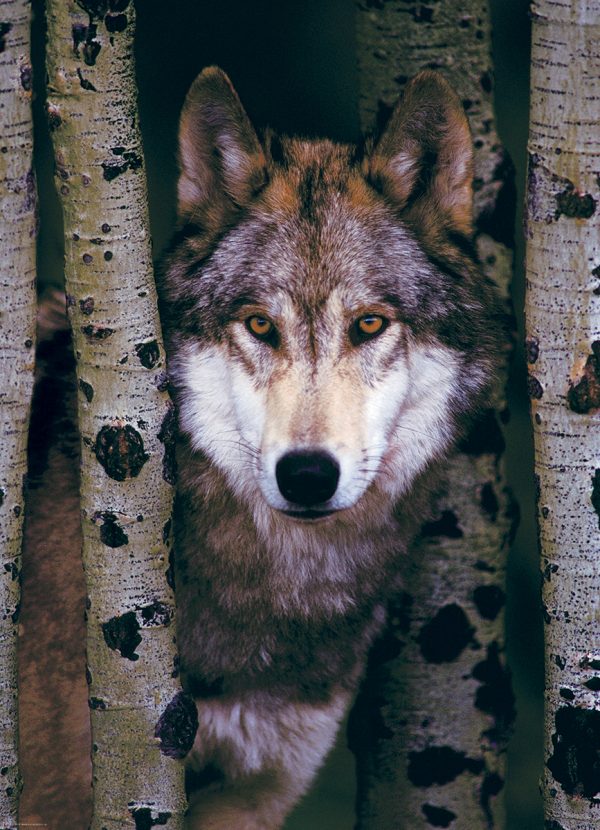 Gray Wolf - Image 3