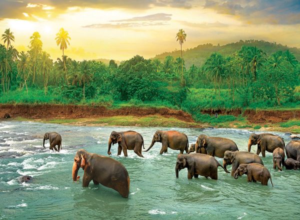 Rainforest - Image 2