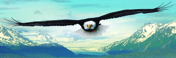 Eagle - Image 3