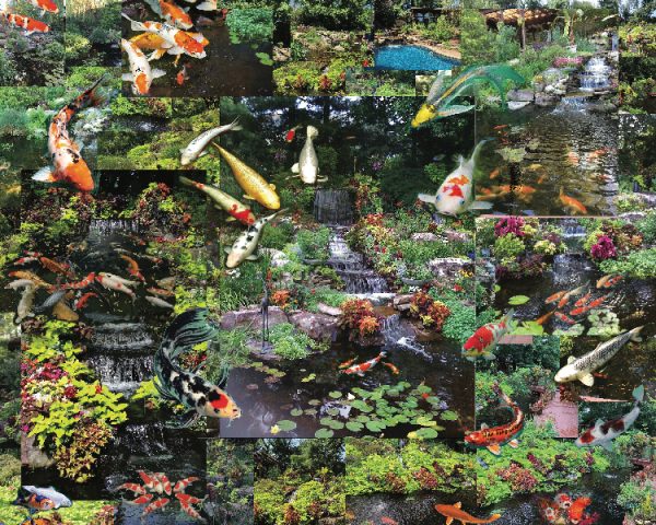 Koi, Koi, Koi by Jokerst Gardens - Image 2