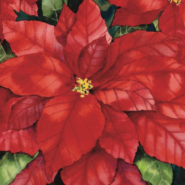 Poinsettia by Kathleen Parr Mckenna - Image 3