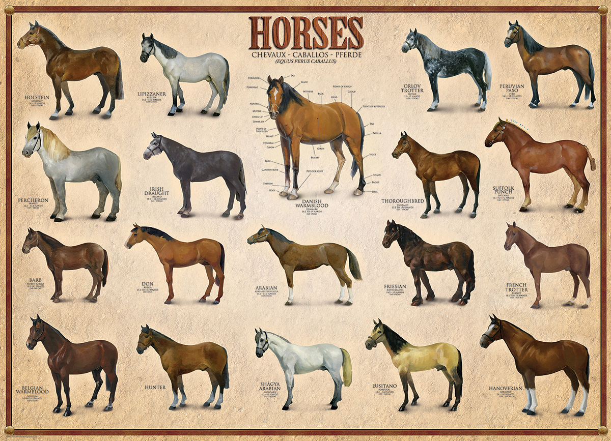 Horses - Image 3