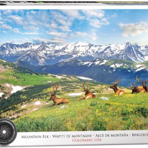 Mountain Elks - Colorado - USA