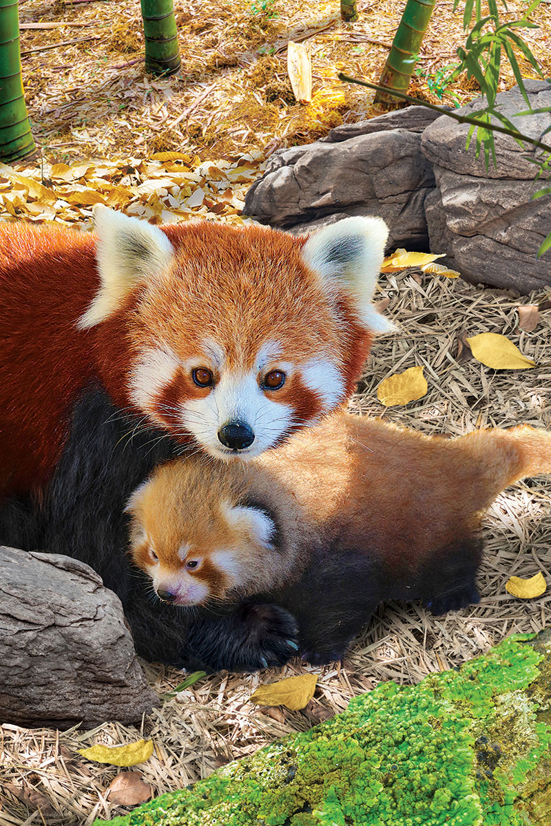 Red Pandas - Image 2