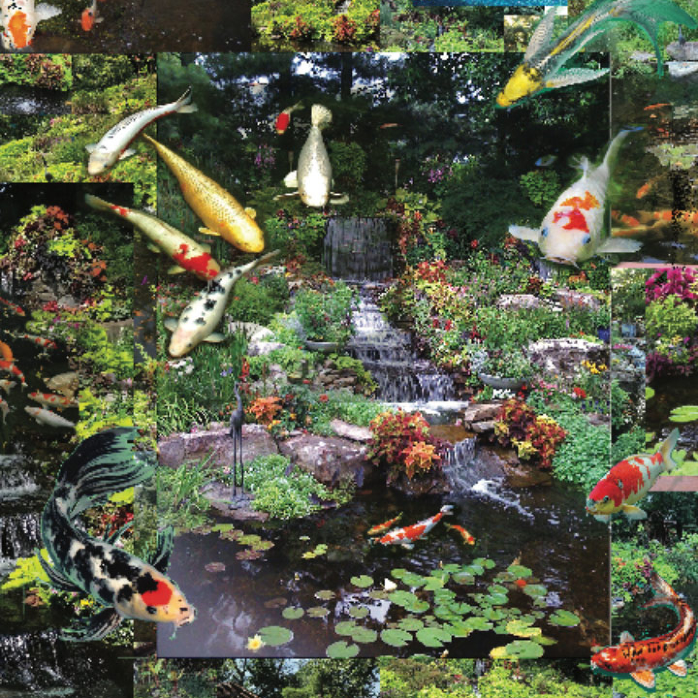 Koi, Koi, Koi by Jokerst Gardens - Image 3