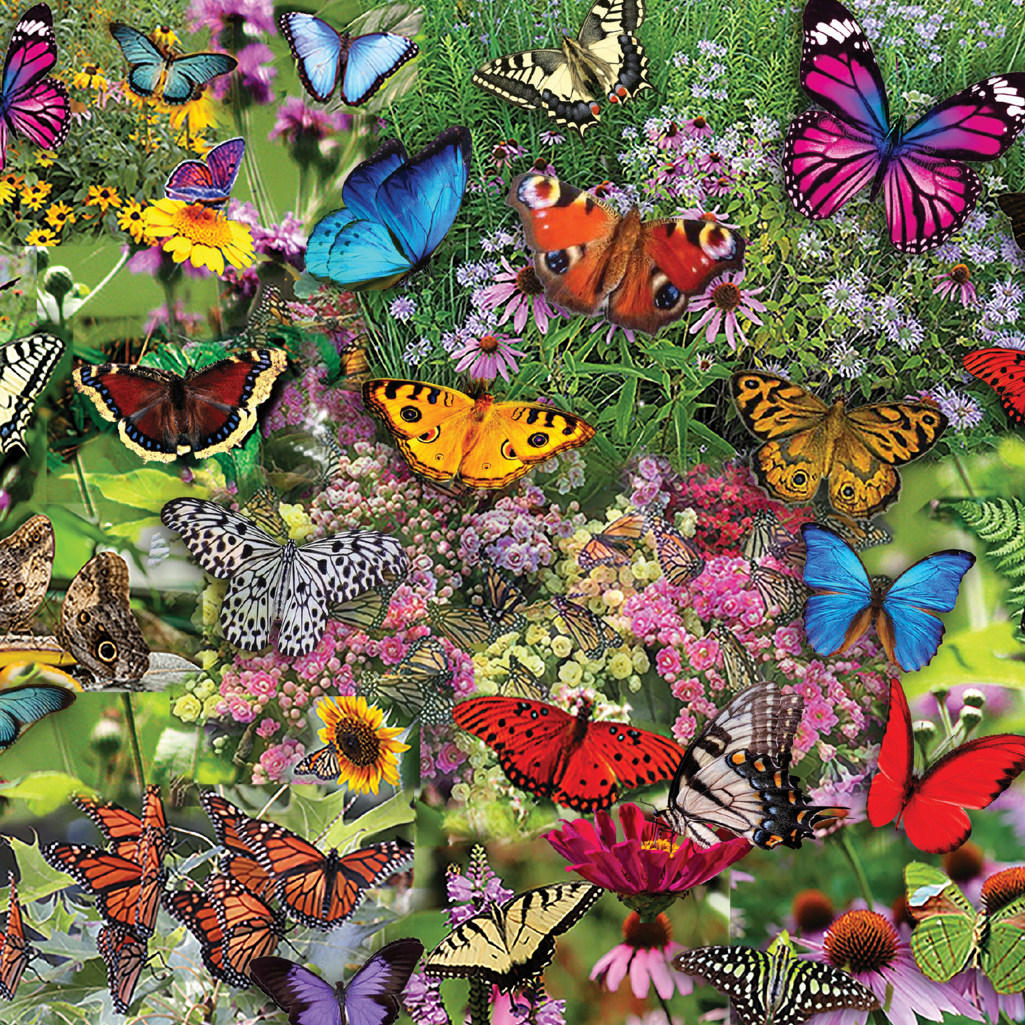 Butterflies, Butterflies, Butterflies by Steve Smith - Image 3