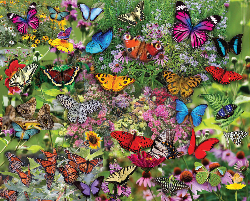 Butterflies, Butterflies, Butterflies by Steve Smith - Image 2