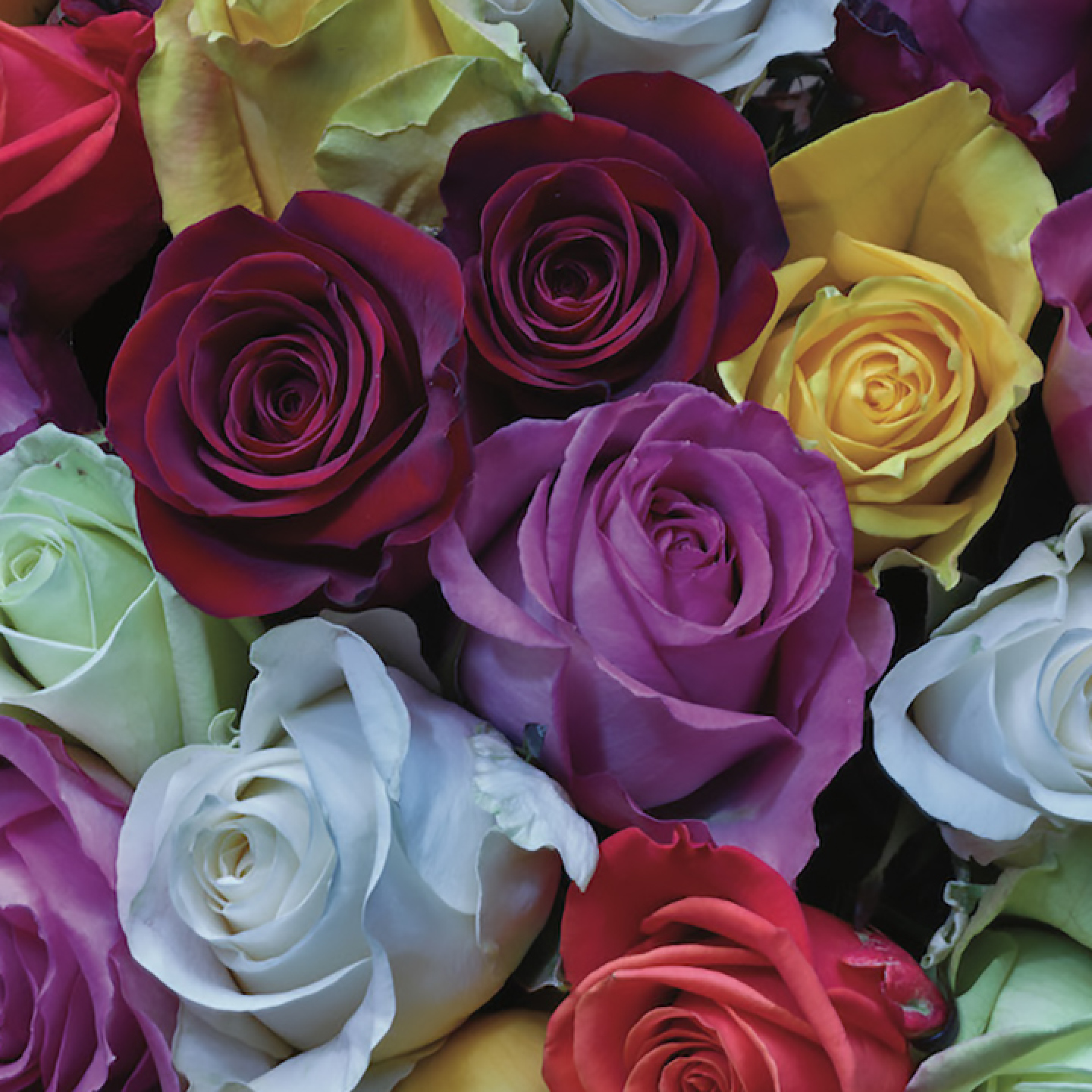 Palette of Roses by William Carr - Image 3