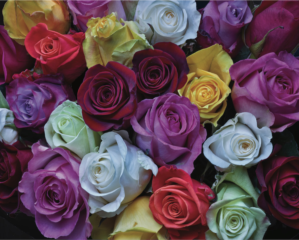 Palette of Roses by William Carr - Image 2