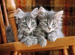 Kittens 500 Pc Puzzle