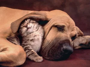 Cuddles, 500 Pc Puzzle