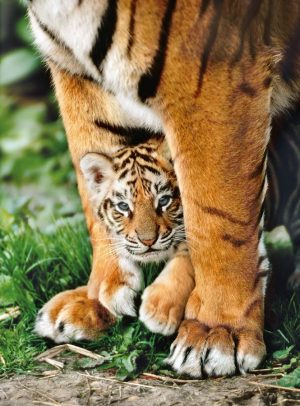 Bengal Tiger Cub-500 Pcs Puzzle