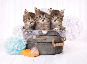 Kittens And Soap- 500 Pc Puzzle