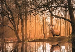 Peace Puzzle - the Forest, 500 Pc Puzzle