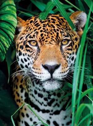 Jaguar In The Jungle, 500 Pc Puzzle