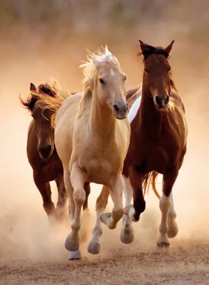 Running Horses, 1000 Pc Puzzle