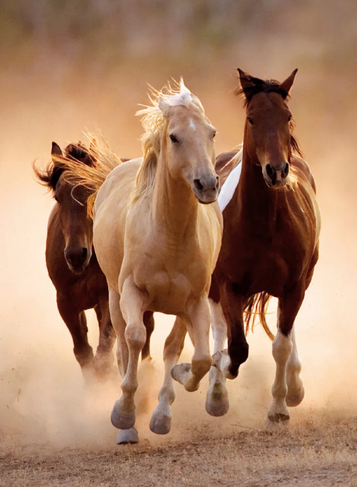 Running Horses, 1000 Pc Puzzle