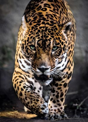 Walk Of The Jaguar, 1000 Pc. Puzzle