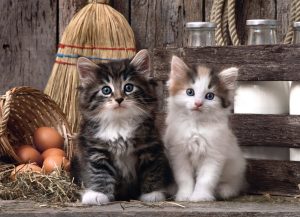 Lovely Kittens - 1000 Pc Puzzle