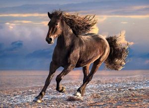 Free Horse - 1000 Pc Puzzle