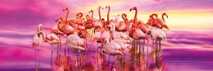 Flamingo Dance-1000 Pc Panorama Puzzle