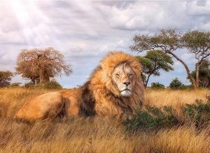 The King - 1000 Pc Puzzle